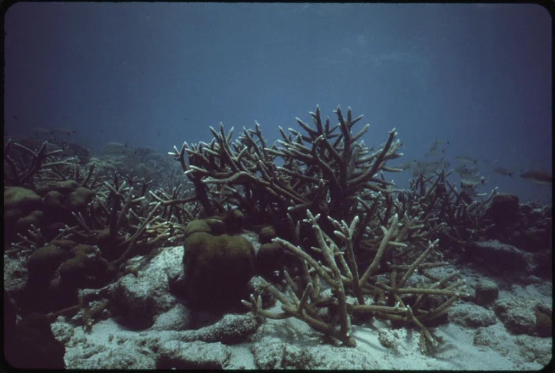 Branching coral formations thrive on the sandy bottom in the protected waters of John Pennekamp Coral Reef State Park—showcasing the intricate structures that defines the vibrant barrier reef ecosystem in this iconic underwater park.